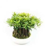 گلدان بونسای میخک هندی