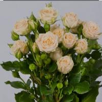 دسته گل رز مینیاتوری گلبهی