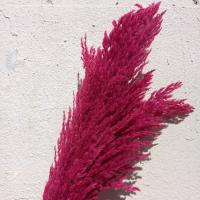 دسته گل پامپاس سرخابی