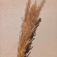 دسته گل پامپاس کرم