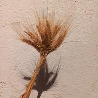 دسته گل گندم