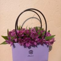 باکس آلسترومریا