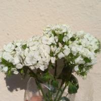 دسته گل قرنفل سفید