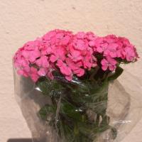 دسته گل قرنفل صورتی