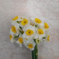 دسته گل نرگس شیراز