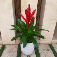 گلدان ورزیا