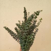 دسته برگ گانیا