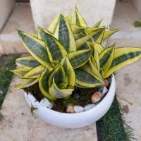 گلدان سانسوریا پا کوتاه