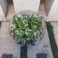 تراریوم پیتوس مرمری