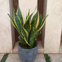 گلدان سانسوریا