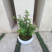 کرا سولا خلفه ای