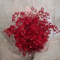 ژیپسوفیلا قرمز