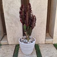 گیاه ایفوربیا