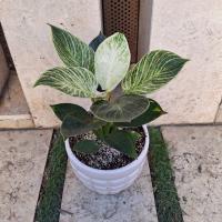 فلندرون برکین