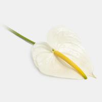 آنتوریوم سفید