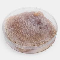 عسل موم کندو سبدی 1.700 کیلوگرم - عسل نگین زاگرس