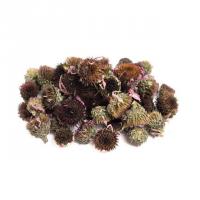 گیاه سرخارگل خشک