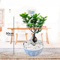 گلدان بنسای میکروکارپا