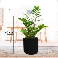 زاموفیلیا سبز گلدان مشکی