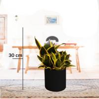 سانسوریا پا کوتاه با گلدان مشکی