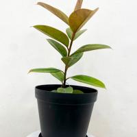 فیکوس ببری با گلدان پلیمری مشکی