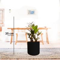 زاموفیلیا بلک گلدان مشکی