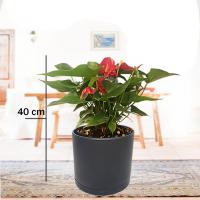 آنتوریوم با گلدان مشکی