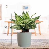 آگلونما سفید با گلدان طوسی