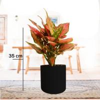 آگلونما قرمز با گلدان مشکی