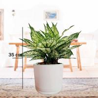 آگلونما سفید با گلدان سفید