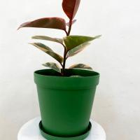 گلدان فیکوس یاقوتی شرابی با گلدان پلیمری سبز