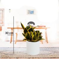 سانسوریا پا کوتاه با گلدان سفید