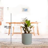 زاموفیلیا بلک گلدان طوسی