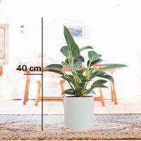 فیلودندرون برکین با گلدان سفید