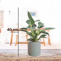 فیلودندرون برکین با گلدان طوسی