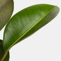 گلدان فیکوس کوچک