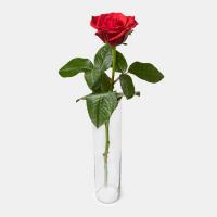 رز هلندی قرمز