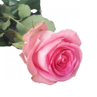 گل رز هلندی صورتی