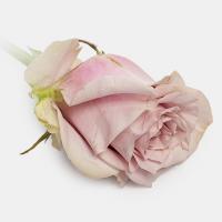 رز هلندی یاسی