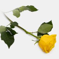 رز هلندی زرد