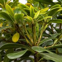 گلدان بونسای جنسینگ متوسط