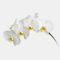 گلدان ارکیده سفید