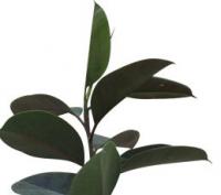 گلدان فیکوس متوسط