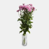 دسته گل داوودی صورتی