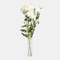 گل داوودی سفید