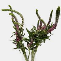 دسته گل ورونیکا بنفش 1 دسته