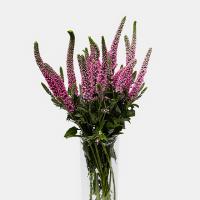 دسته گل ورونیکا صورتی