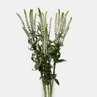 دسته گل ورونیکا سفید