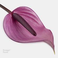 آنتریوم بنفش 1 شاخه