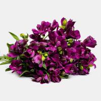 دسته گل آلسترومریا بنفش